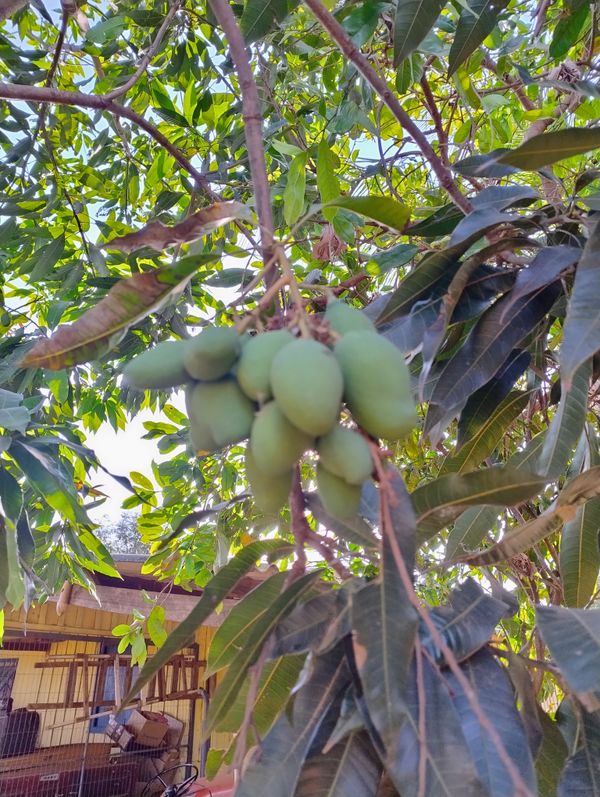 Identificação da planta Manga por foto