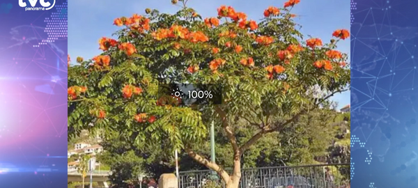 Identificação da planta Tulipeira-do-gabão por foto