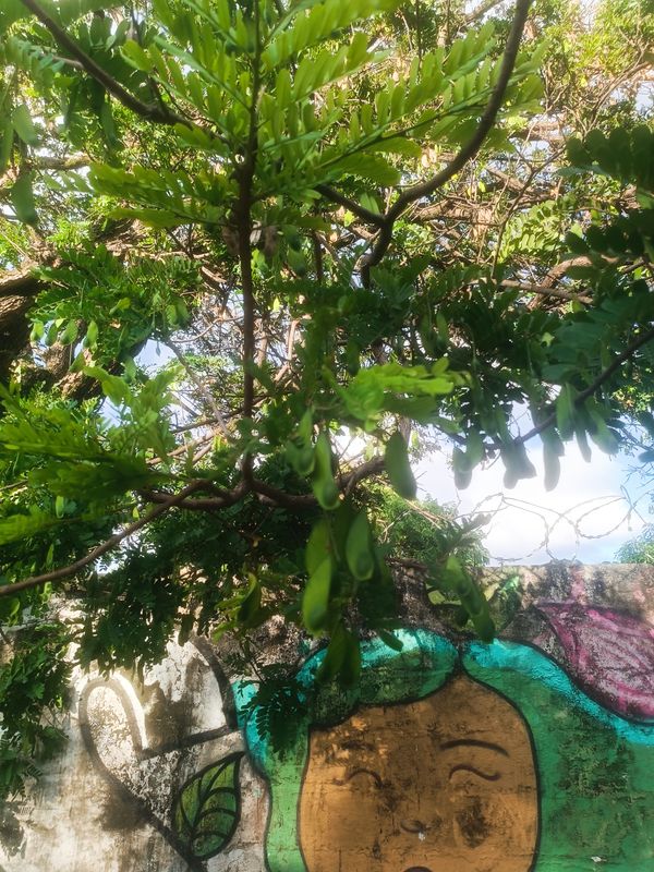 Identificação da planta Tamarindo por foto