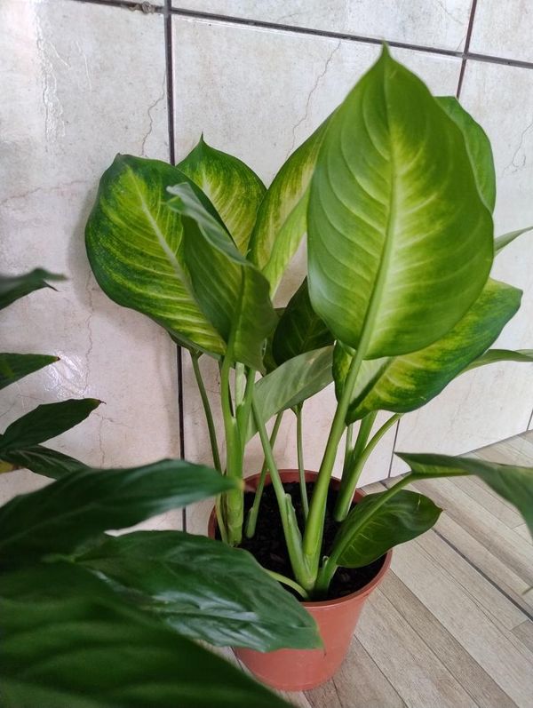 Identificação da planta Comigo-ninguém-pode por foto