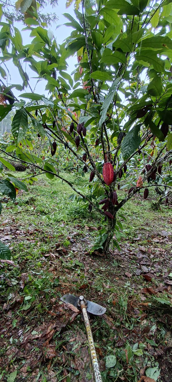 Identificação da planta Cacau por foto