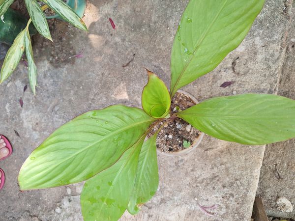 Identificação da planta Biri por foto