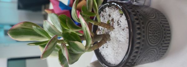 Identificação da planta Cipó-mil-homens por foto
