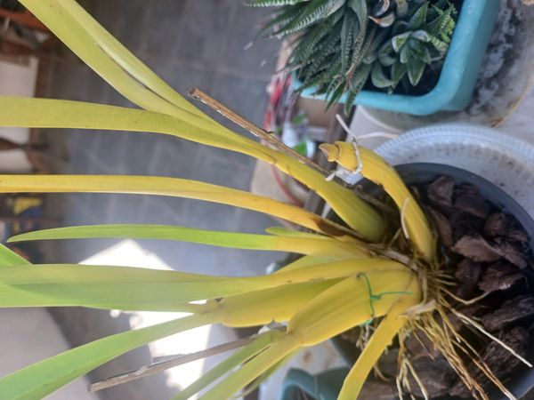 Identificação da planta Chuva-de-ouro por foto