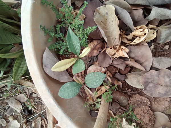 Identificação da planta Ixora-vermelha por foto