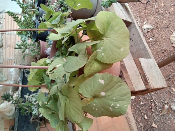 Identificação da planta Violeta por foto