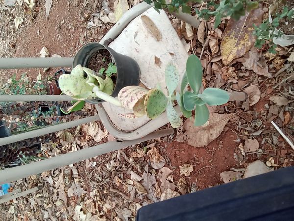 Identificação da planta Calanchoê-marmorado por foto