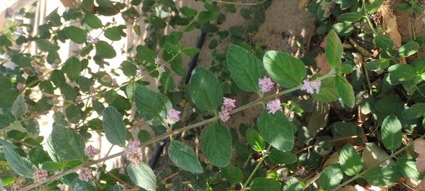 Identificação da planta Cidreira por foto