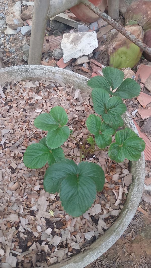 Identificação da planta morangueiro por foto