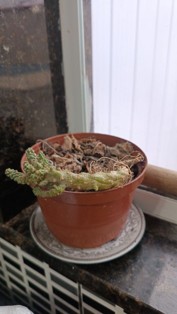 Identificação da planta Cacto-pedra por foto