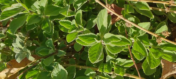 Identificação da planta Boldo chinês por foto