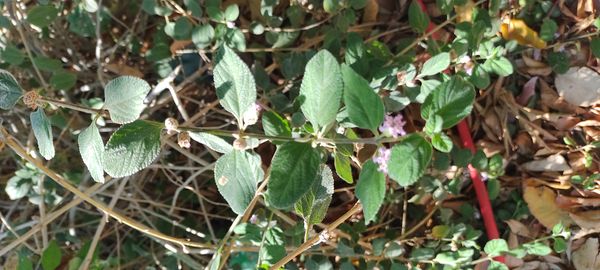 Identificação da planta Cidreira por foto