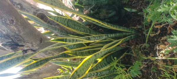 Identificação da planta Espada de são jorge por foto