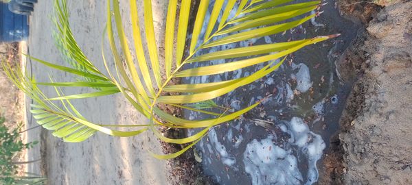 Identificação da planta Palmeira fenix por foto