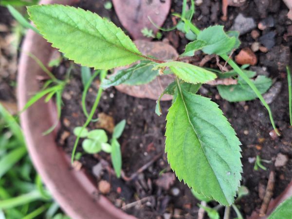 Identificação da planta Cerejeira-do-japão por foto