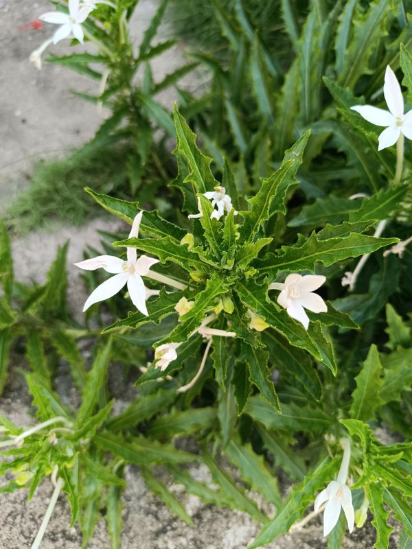 Identificação da planta Lindabela por foto