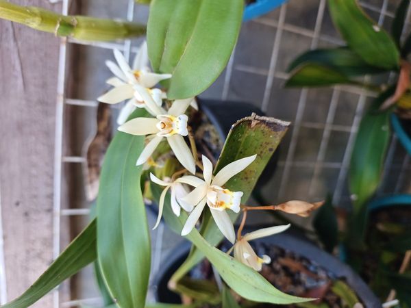 Identificação da planta Orquídea-cabeluda por foto