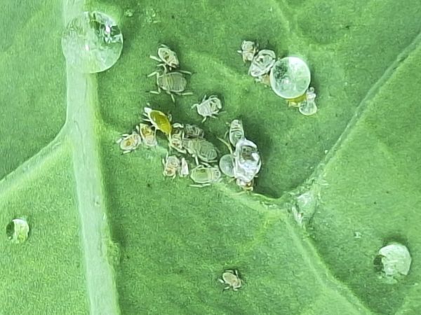 Identificação da planta Posso pesquisar fontes confiáveis na web para confirmar o nome popular no Brasil? por foto