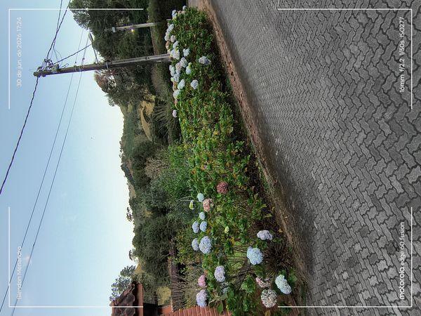 Identificação da planta Hortênsia por foto