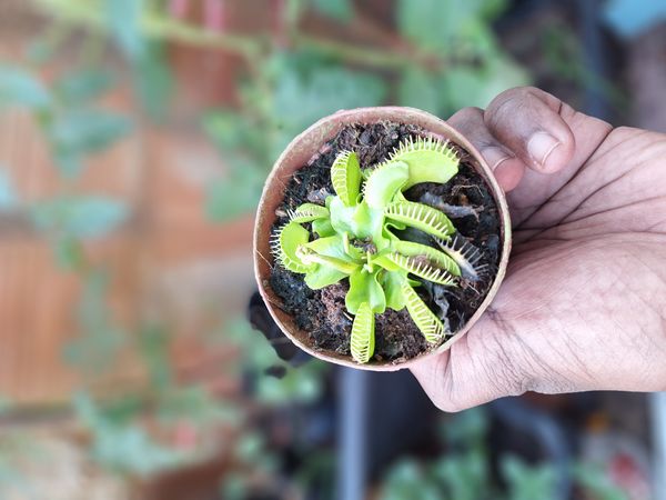 Identificação da planta Vênus-papa-moscas por foto