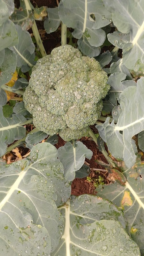 Identificação da planta Couve por foto