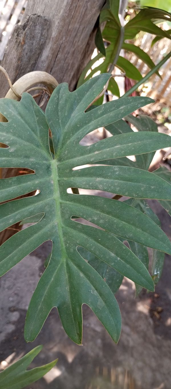 Identificação da planta Costela de Adão por foto