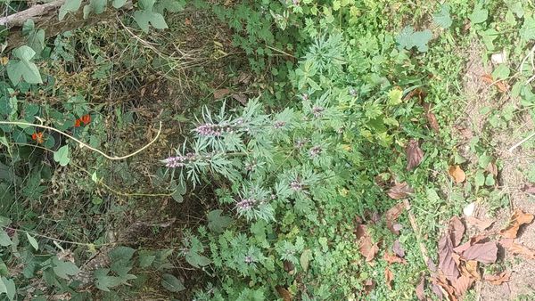 Identificação da planta Rubim por foto