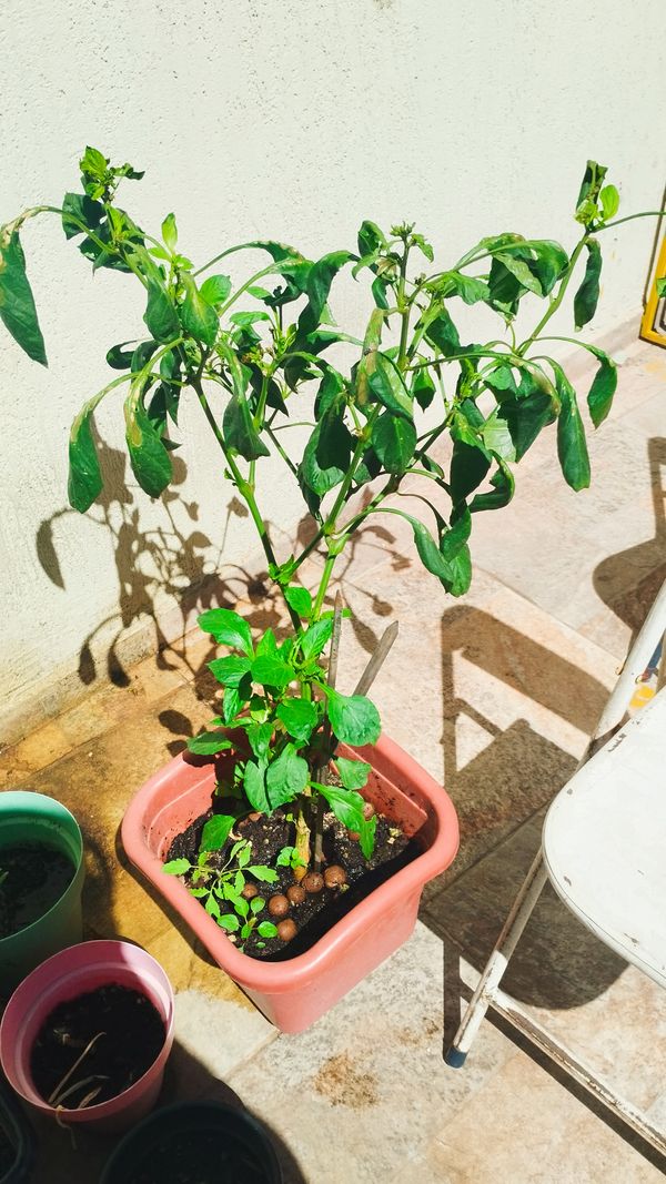 Identificação da planta Pimenta por foto