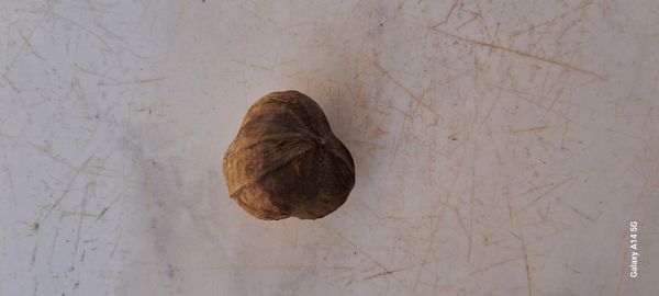 Identificação da planta Sacha inchi por foto
