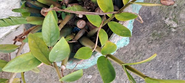 Identificação da planta Zamioculcas por foto
