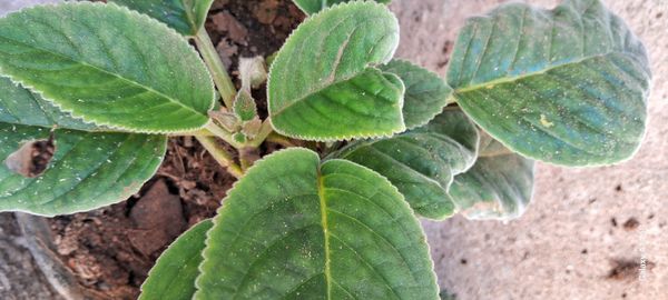 Identificação da planta Gloxínia por foto