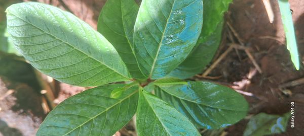 Identificação da planta Goiabeira por foto