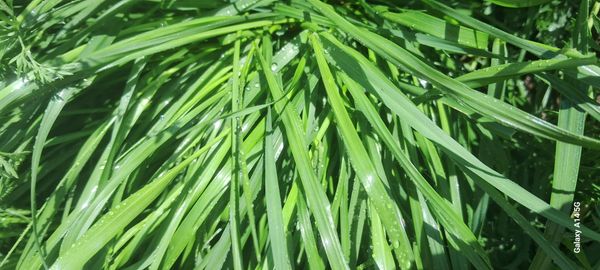 Identificação da planta Azevem por foto