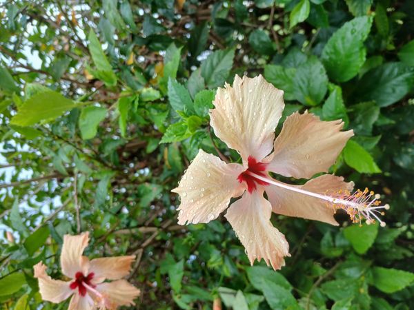 Identificação da planta Hibisco por foto