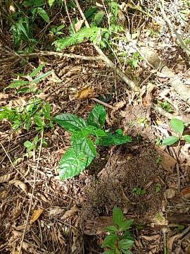 Identificação da planta Guiné por foto