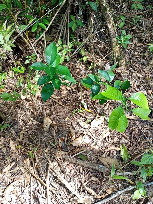 Identificação da planta Pomelo por foto