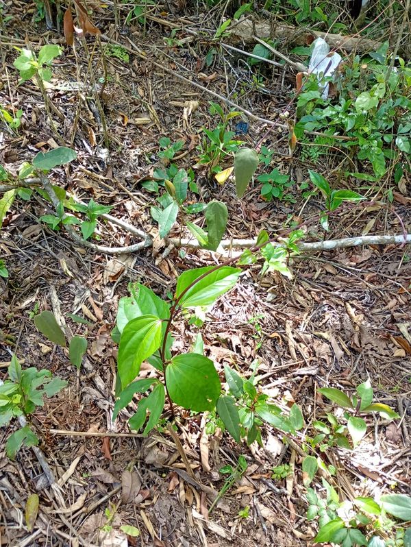 Identificação da planta maracujá por foto