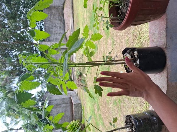 Identificação da planta Tomate cereja por foto