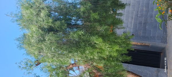 Identificação da planta Aroeira Salsa por foto