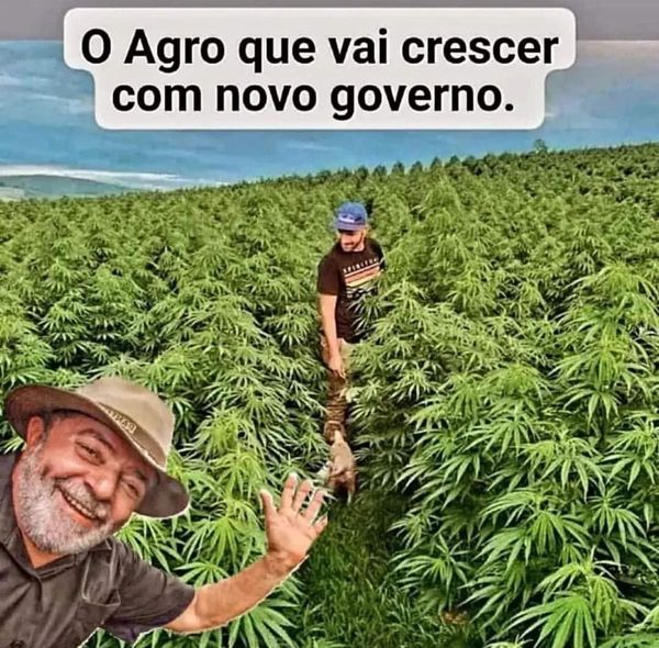 Identificação da planta Maconha por foto