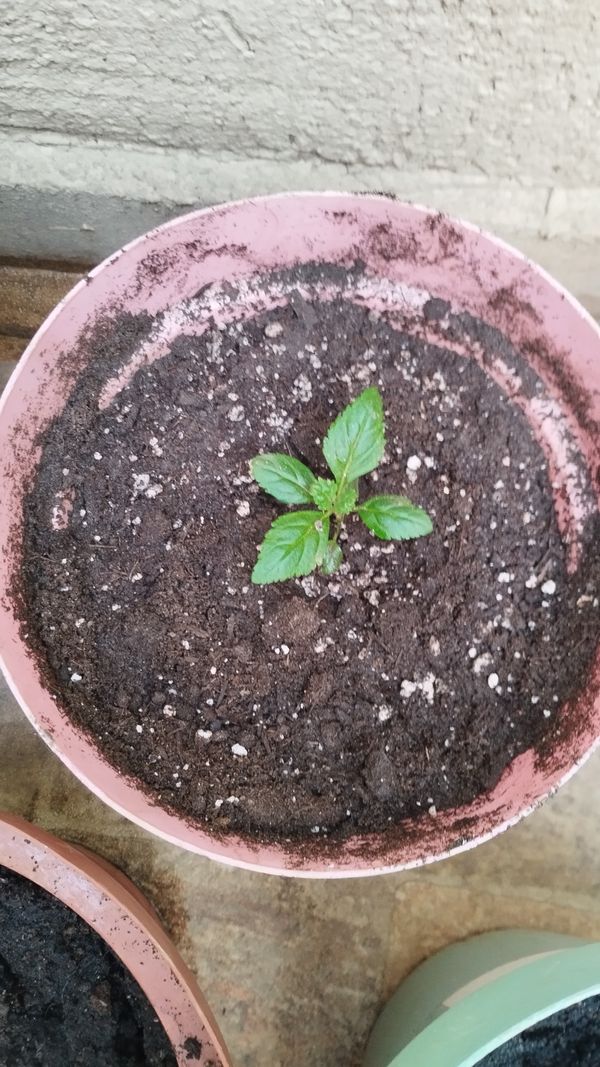 Identificação da planta Maria-sem-vergonha por foto