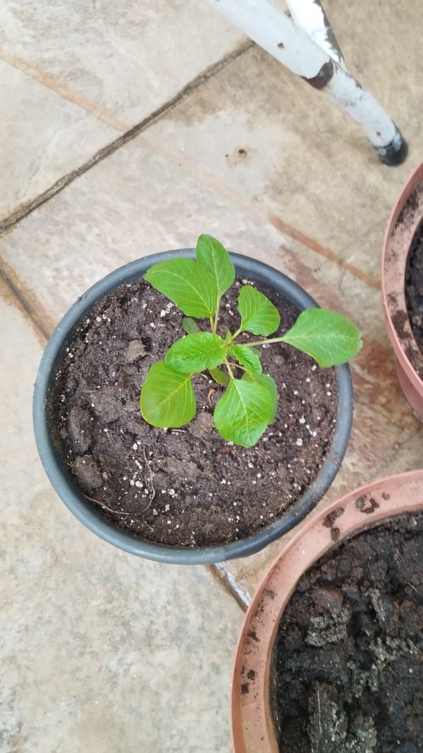 Identificação da planta Caruru por foto