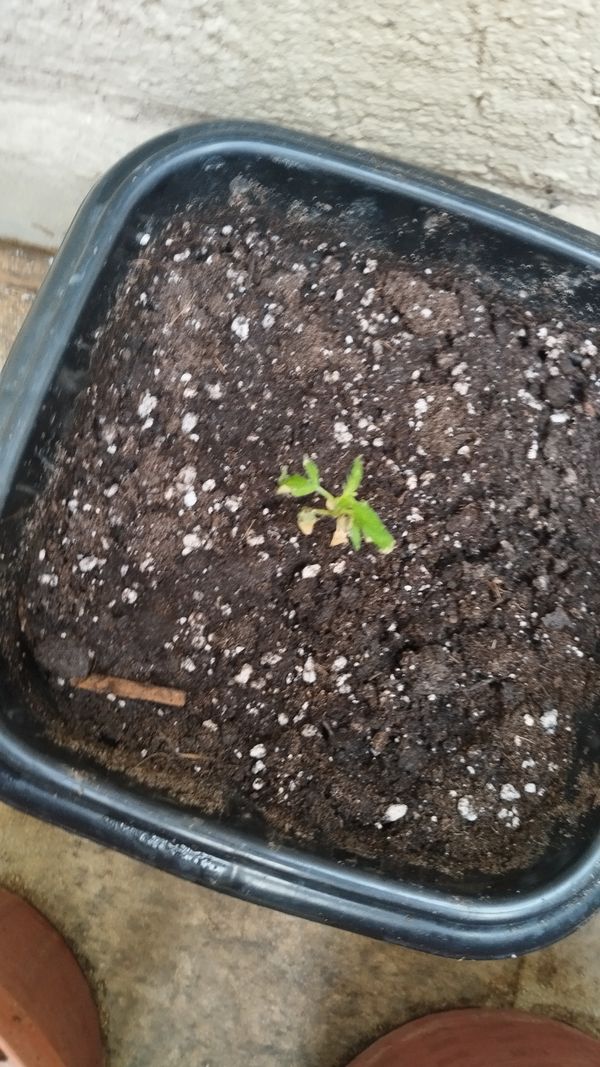Identificação da planta Tomate por foto