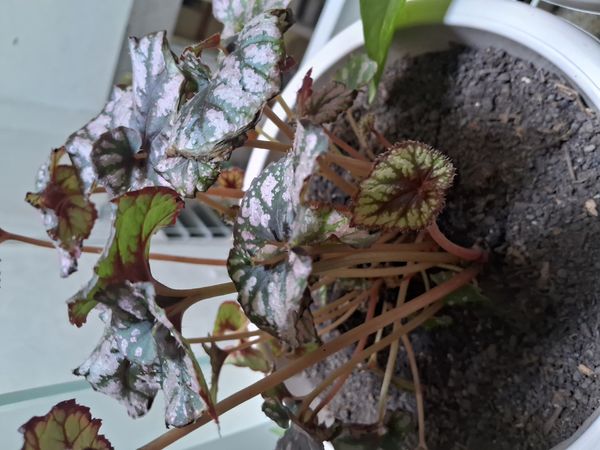 Identificação da planta Asa-de-papagaio por foto