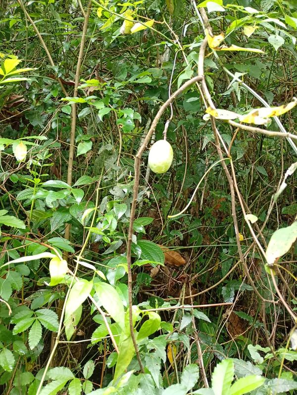 Identificação da planta Maracujá por foto