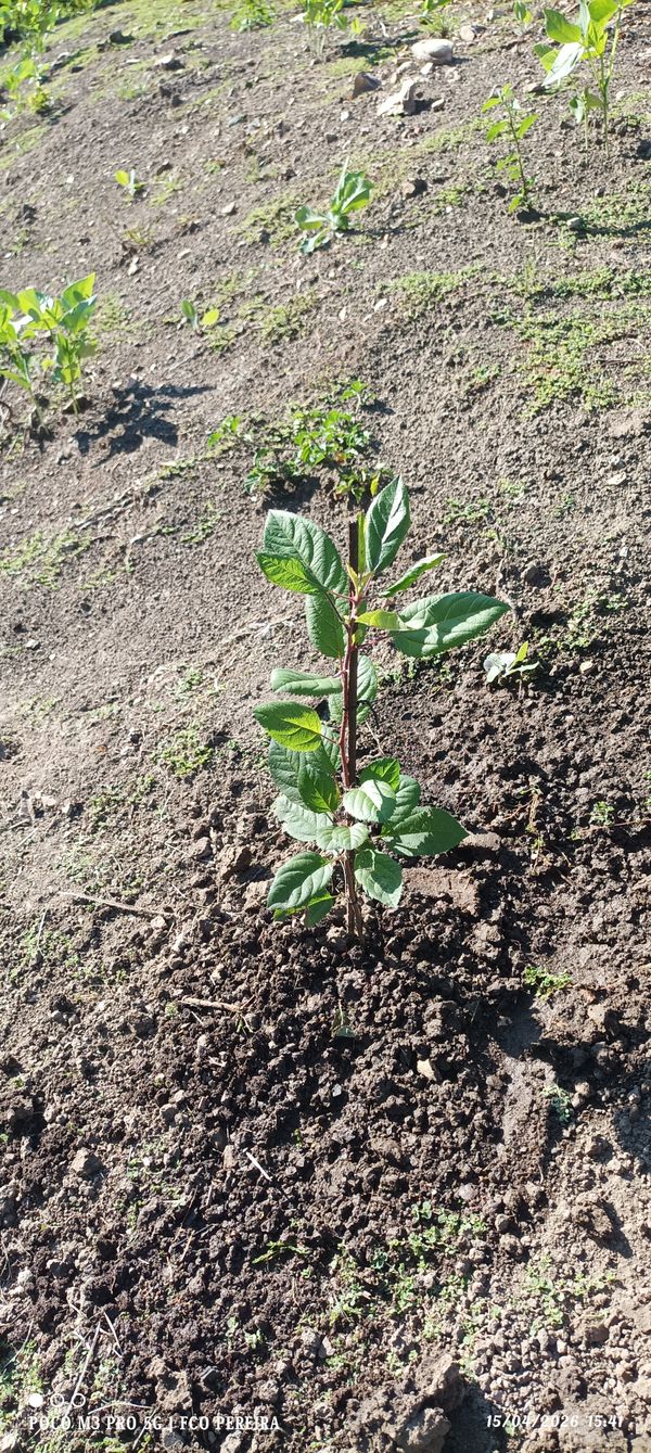 Identificação da planta Sem nome popular no Brasil por foto