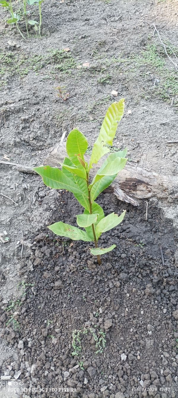 Identificação da planta Caju por foto