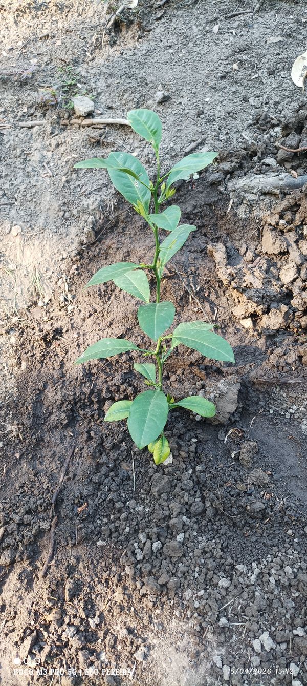 Identificação da planta Limão siciliano por foto