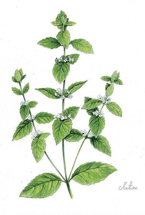 Identificação da planta Hortelã-brava por foto