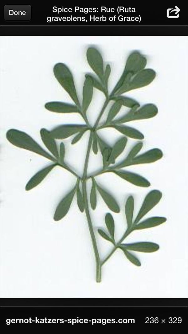Identificação da planta Arruda por foto